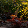 Garden Lights Tuinspot 12V | Alder | Warm wit | Antraciet | 1.8W (3 stuks)  LGL00003 - 3