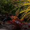 Garden Lights Tuinspot 12V | Alder | Warm wit | Antraciet | 1.8W (3 stuks)  LGL00003 - 3