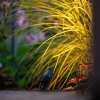Garden Lights Tuinspot 12V | Alder | Warm wit | Antraciet | 1.8W (3 stuks)  LGL00003 - 2