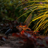 Garden Lights Tuinspot 12V | Alder | Warm wit | Antraciet | 1.8W  LGL00002 - 3