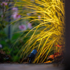 Garden Lights Tuinspot 12V | Alder | Warm wit | Antraciet | 1.8W  LGL00002 - 2