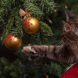 Kerstboom veilig versieren met katten